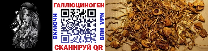 Псилоцибиновые грибы Cubensis  продажа наркотиков  Алзамай 